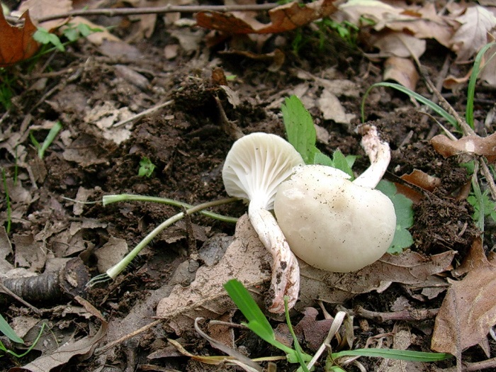 860 Novembre vecchio ritrovamento